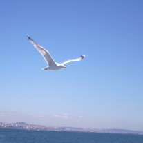 seagul-flying3